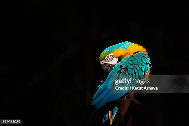 macaw bird in spotlight - blue and yellow macaw stock pictures, royalty-free photos & images
