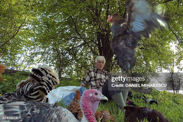 Peasant looks at his domestic birds as he rests after he saved them from his flooded courtyard in the village of Rast , near the Danube river, 23...