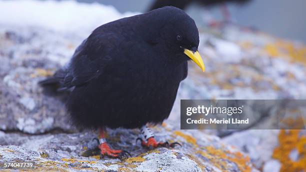 alpine chough ringed - chough stock pictures, royalty-free photos & images