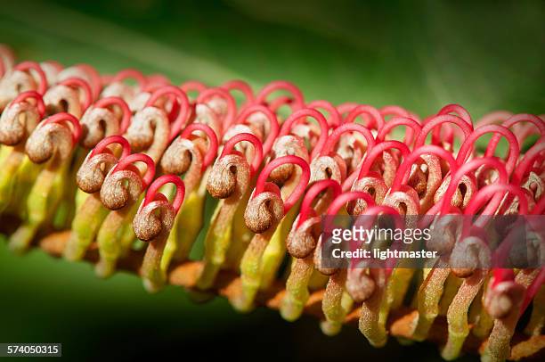 grevillea flower in bud - raceme stock pictures, royalty-free photos & images