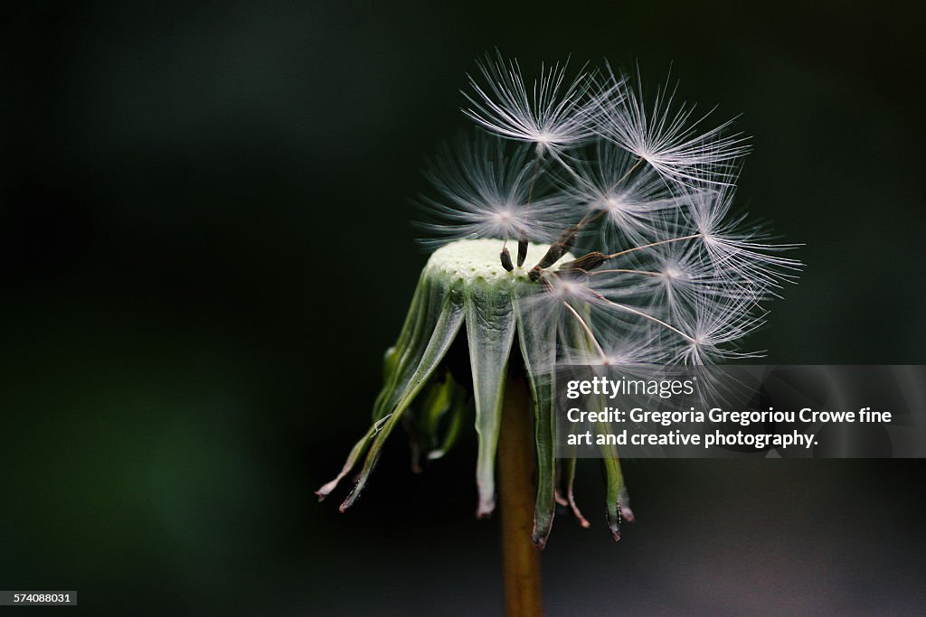 Dandelion