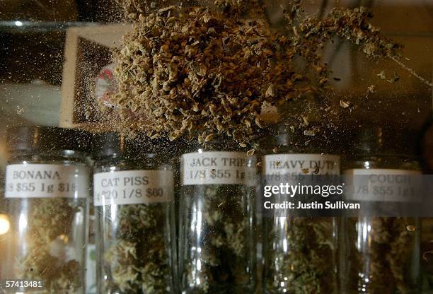 Different varieties of medical marijuana are seen at the Alternative Herbal Health Services cannabis dispensary April 24, 2006 in San Francisco,...