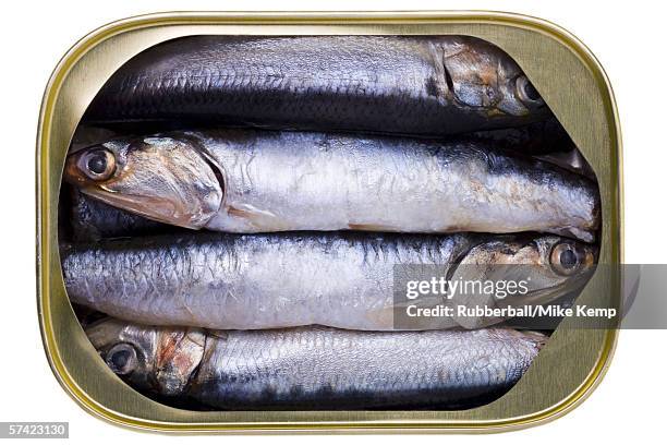 high angle view of sardines in a can - sardine can fotografías e imágenes de stock