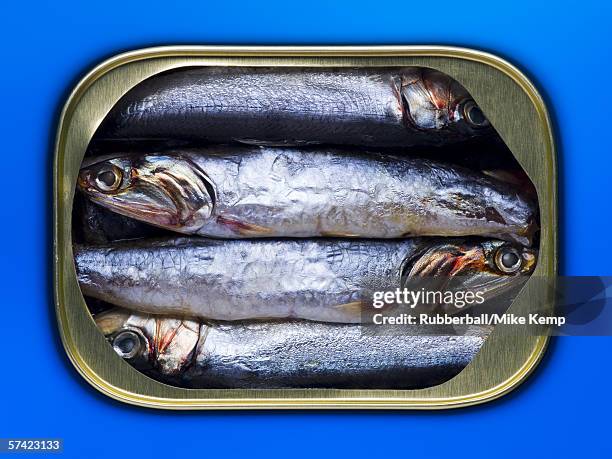 high angle view of sardines in a can - sardine tin stock pictures, royalty-free photos & images