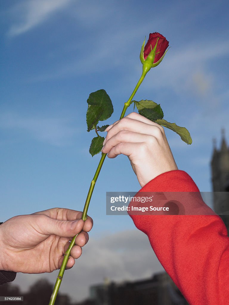 Had Giving Red Roses Giving A Red Rose High-Res Stock Photo - Getty Images