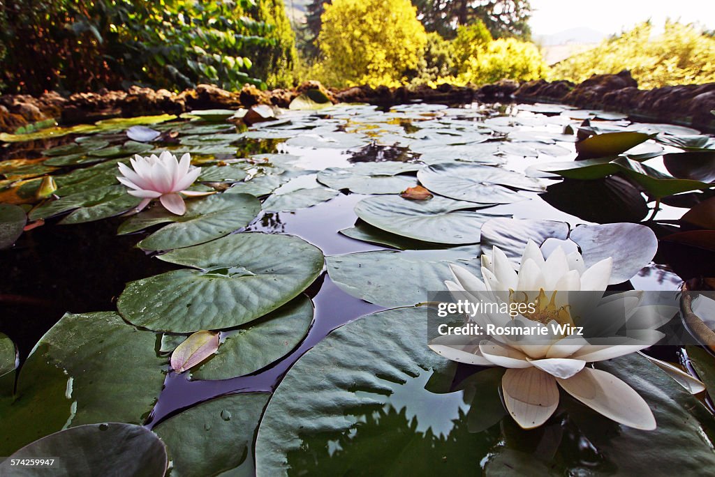 Water lily pond