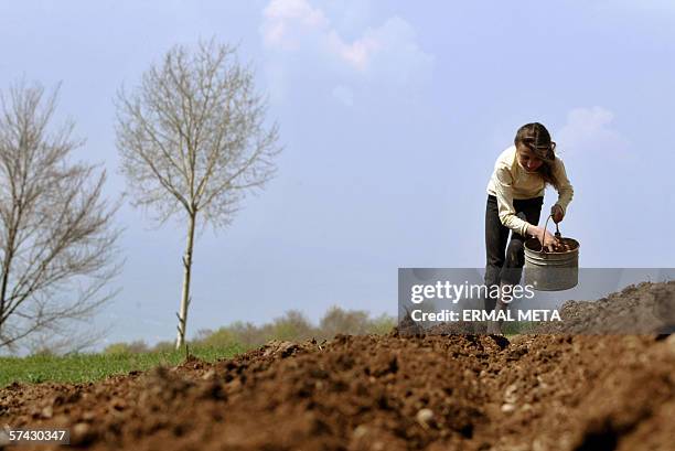 An ethnic Albanian girl works at a field 26 April 2006, as the Prime Minister Agim Ceku visited the bordered village of Debelde on the verge of his...