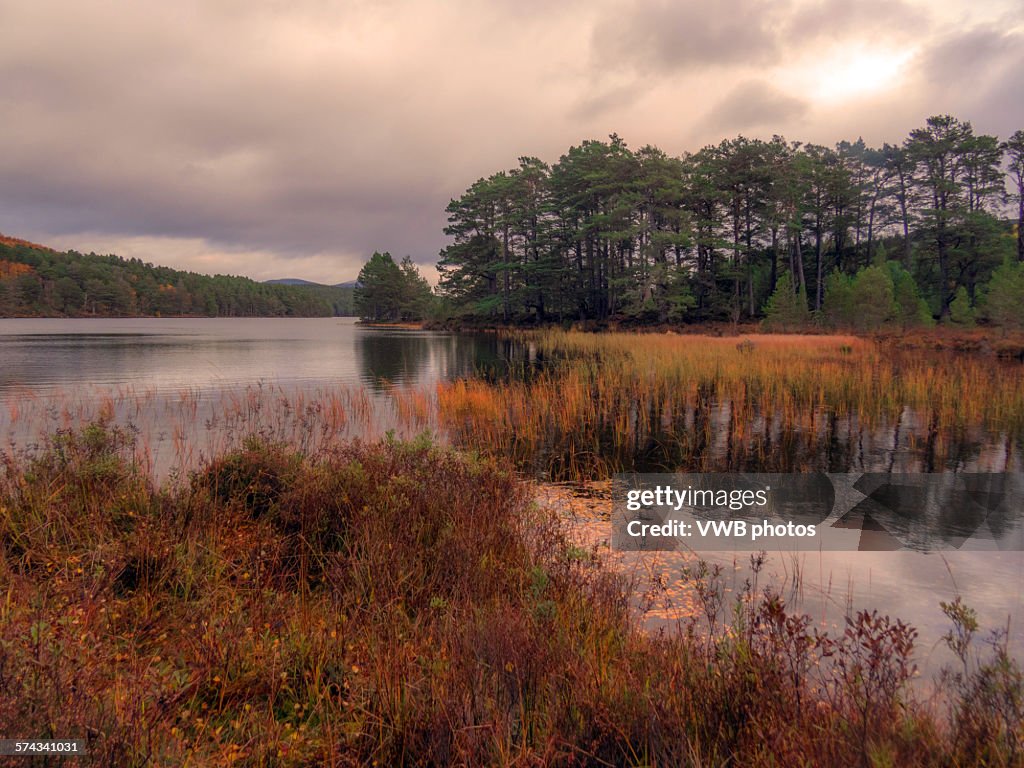 Woodland walks by Loch an Eilein in Autumn