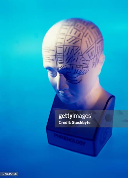 shot of different lobes marked on the head of a dummy - phrenologie stock-fotos und bilder