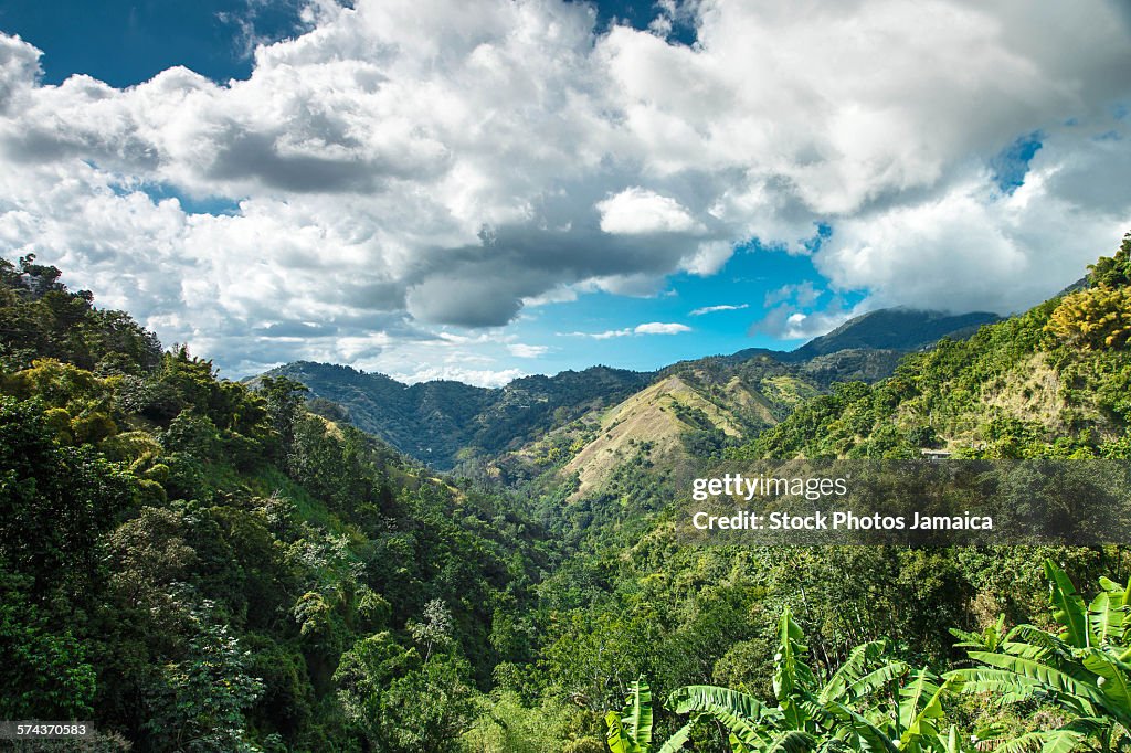 Jamaica blue mountains