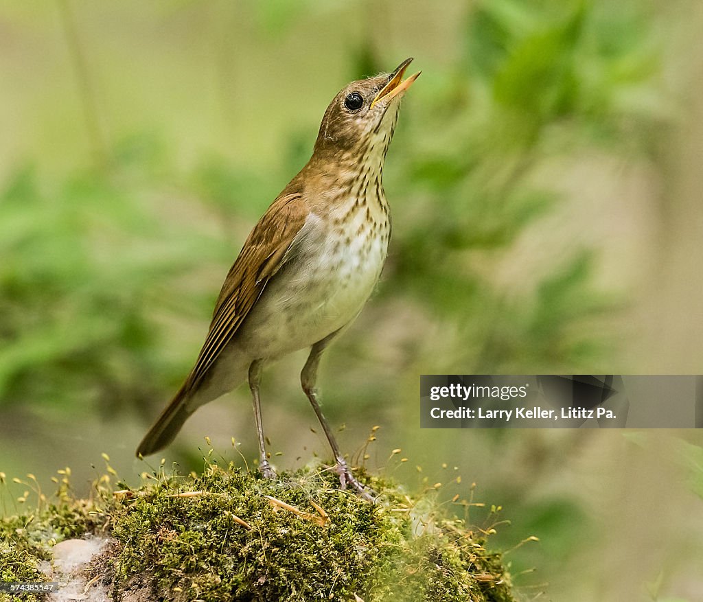 Veery