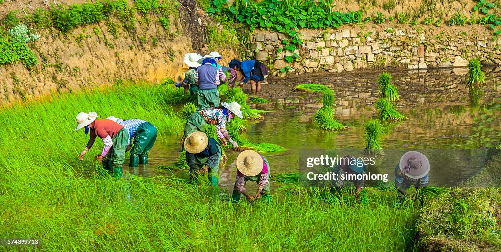 Farmer working in terraced rice fields