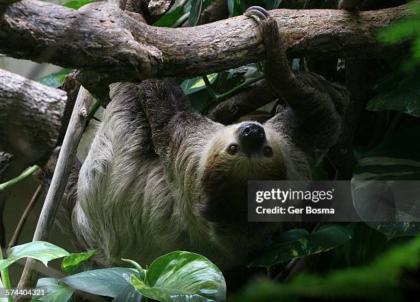 linnaeus two toed sloth - linnaeus foto e immagini stock