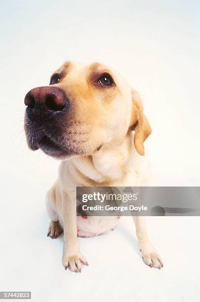 Labrador Inbreeding 46 Pregnant Labrador Stock Photos, High-Res Pictures, and Images ...