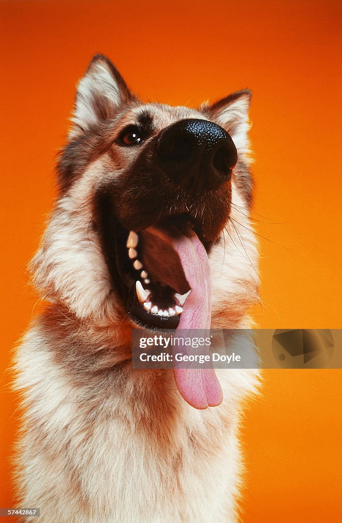 Low angle shot of a German Shepard with its tongue hanging out