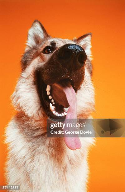 low angle shot of a german shepard with its tongue hanging out - german shepherd teeth stockfoto's en -beelden