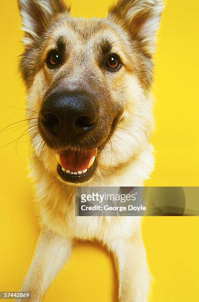 close-up of a german sheppard's face - german shepherd teeth stock pictures, royalty-free photos & images