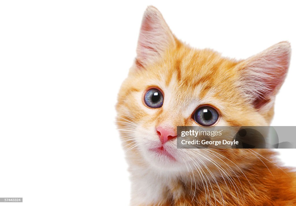 Close-up of a kittens face