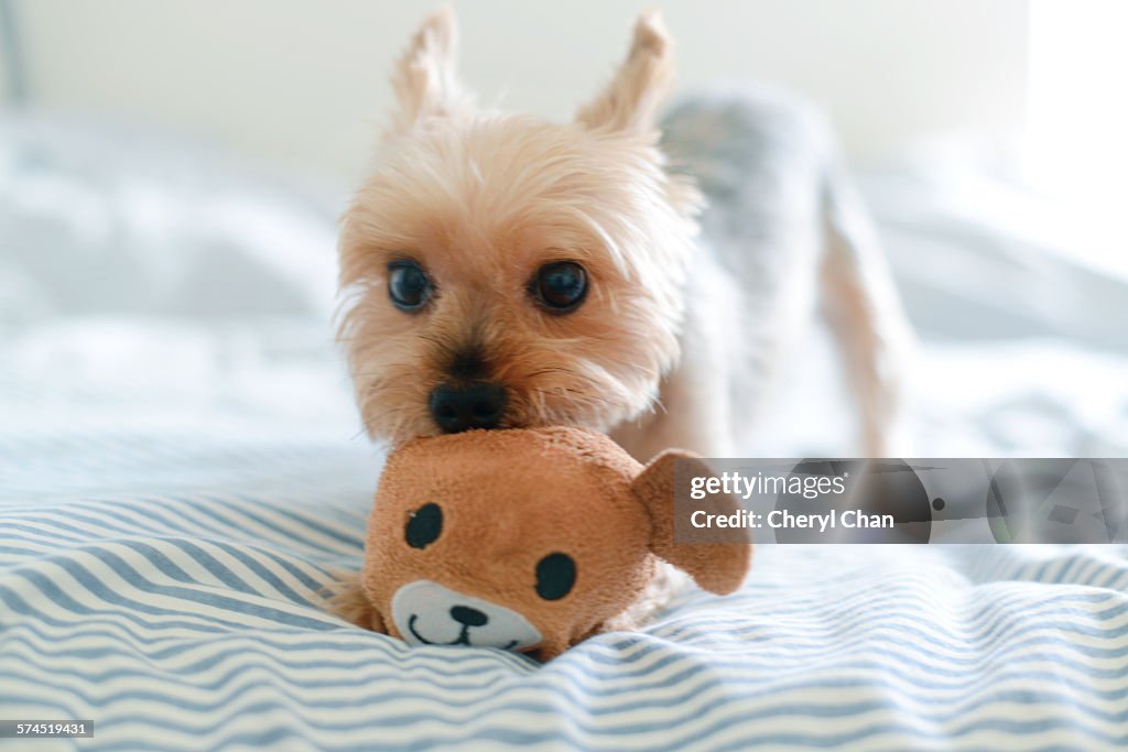 Yorkie playing with teddy toy