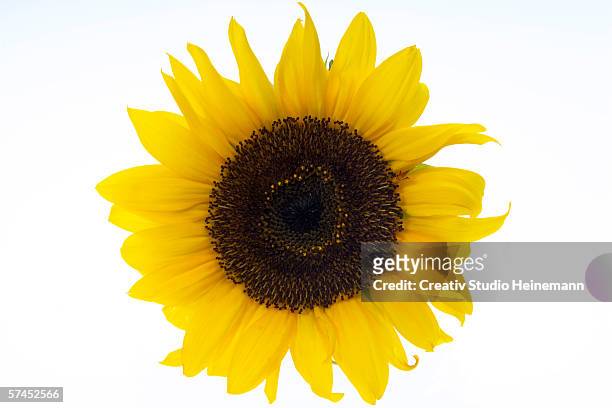 sunflower, close-up - girasol fotografías e imágenes de stock