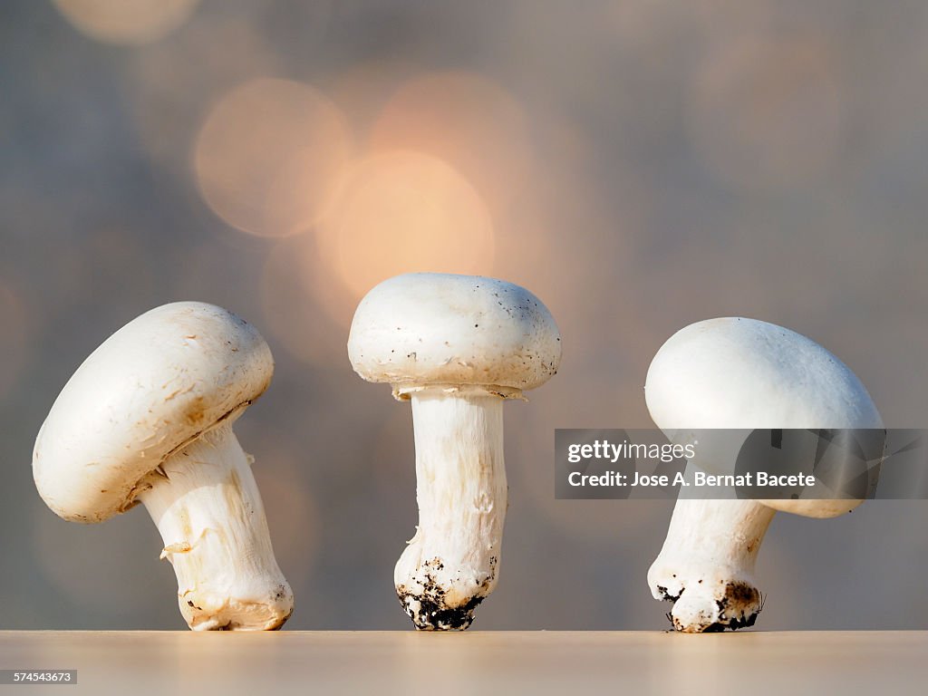Small group of mushrooms on an wood table top