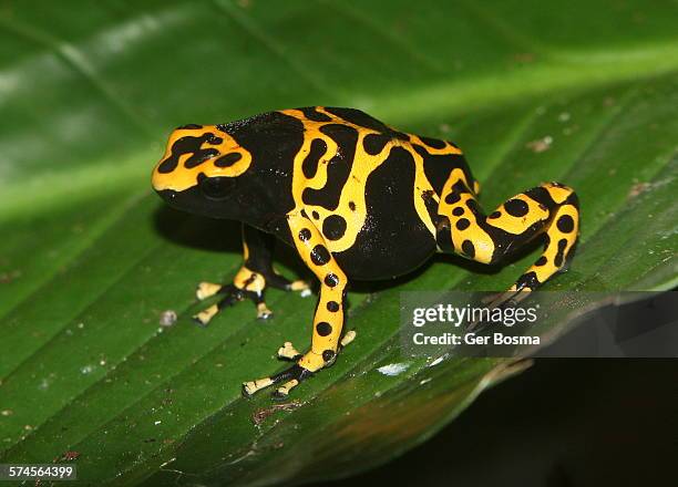 yellow banded poison dart frog - dendrobates leucomelas stock pictures, royalty-free photos & images