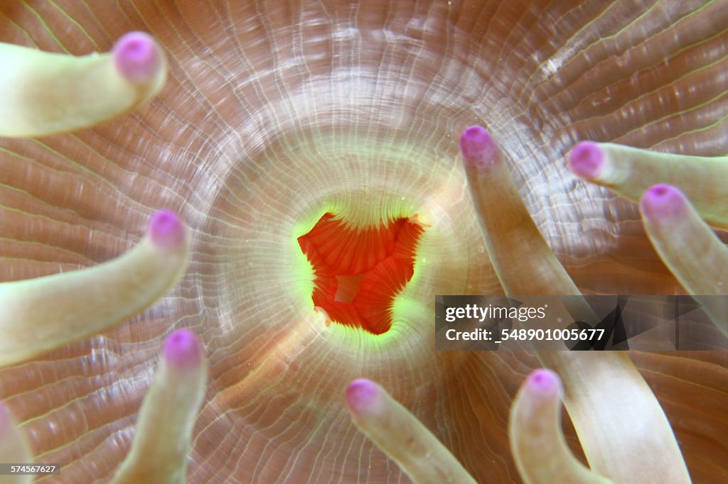 Anemone mouth