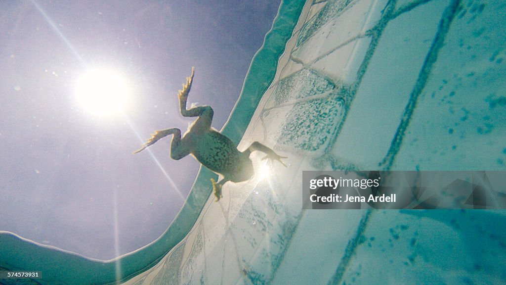 Underwater frog in swimming pool