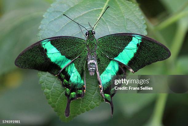 emerald swallowtail (papilio palinurus) - papilio palinurus stock pictures, royalty-free photos & images