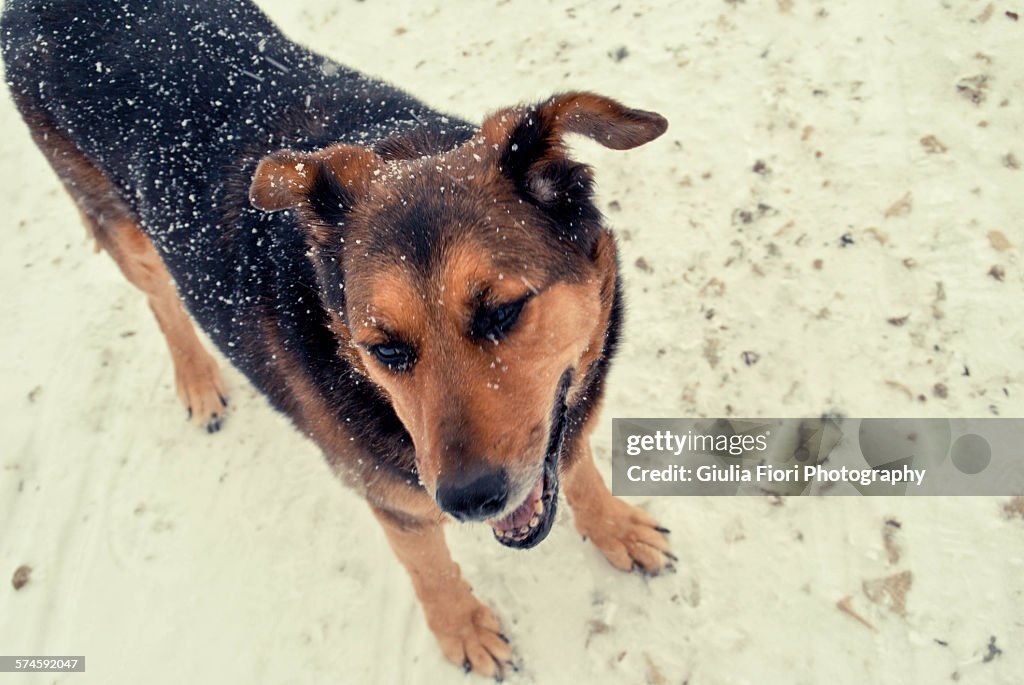 Dog covered in snow