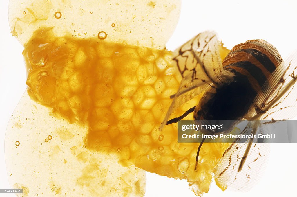 Honey, honeycomb and bee
