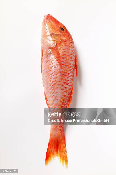 fresh red mullet - mullet fish stock pictures, royalty-free photos & images
