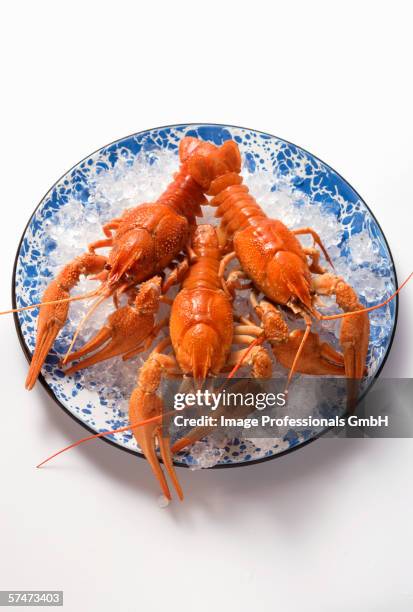 freshwater crayfish on plate with crushed ice - grupo pequeno de objetos imagens e fotografias de stock