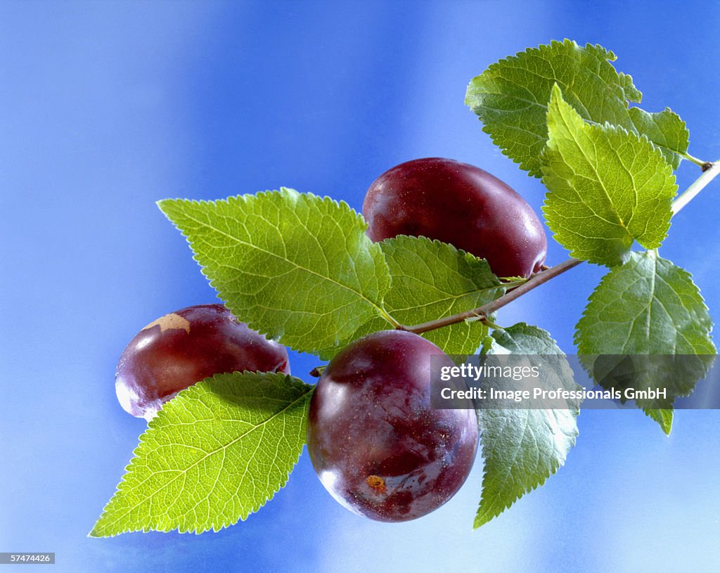 Three plums on the branch