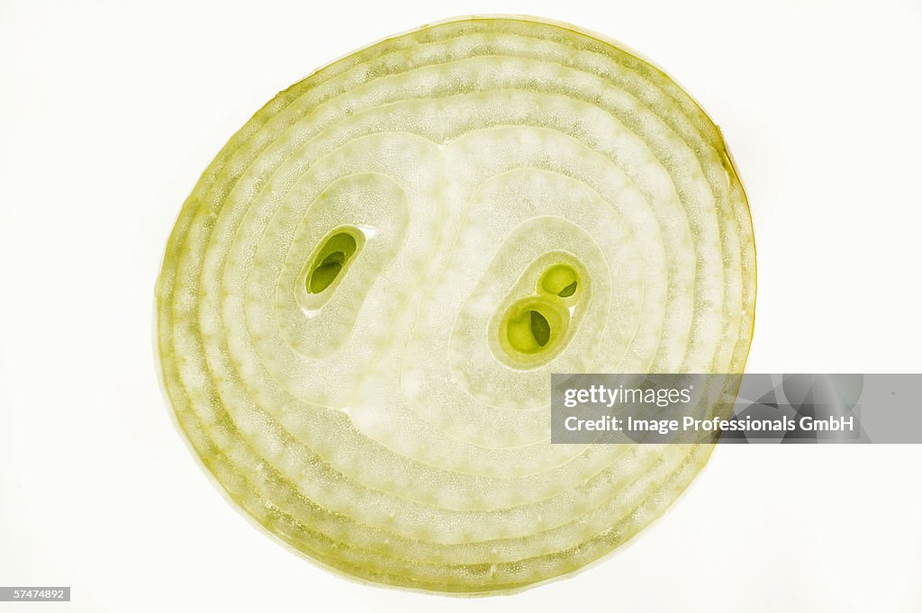 Slice of onion, backlit