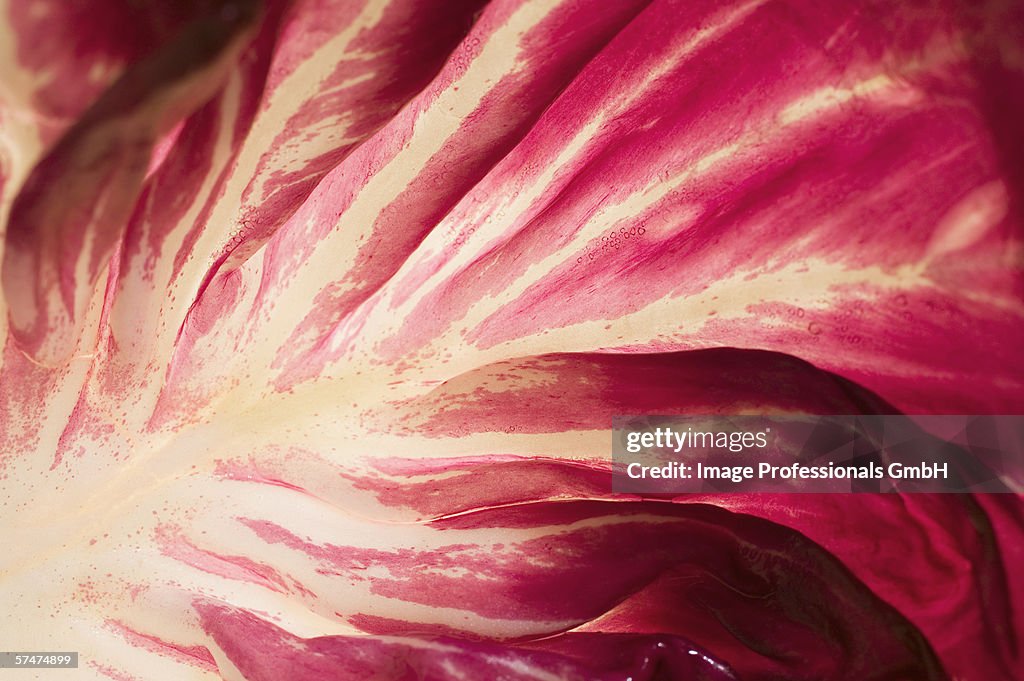 Radicchio leaf (detail)