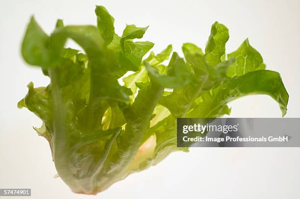 oak leaf lettuce (loose-leaf lettuce) - oakleaf lettuce stock pictures, royalty-free photos & images