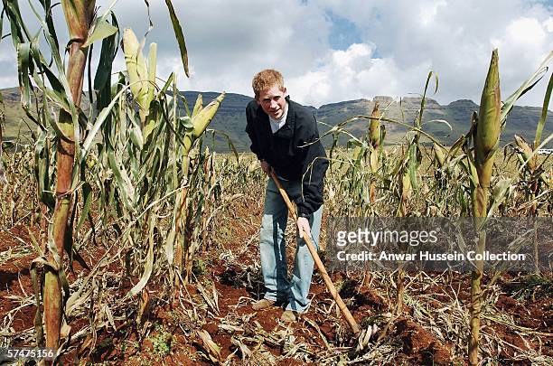 Prince Harry uses a hoe as he helps the villagers of Phororong to turn over the ground of their maize fields, high in the Northern Mountains, while...