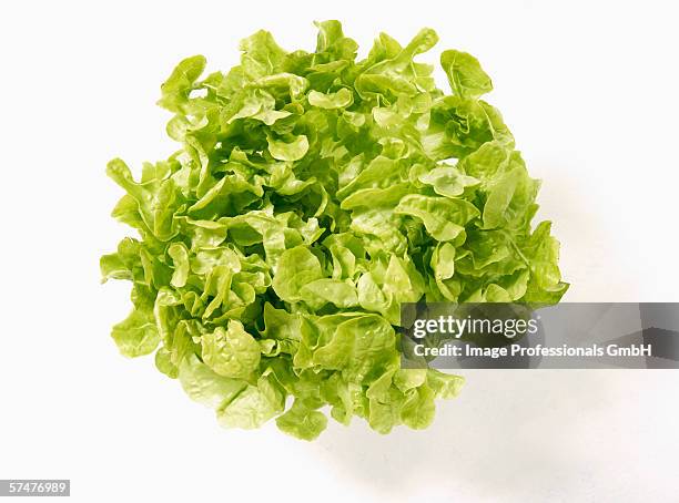 a green oak leaf lettuce - feuille de salade fond blanc photos et images de collection