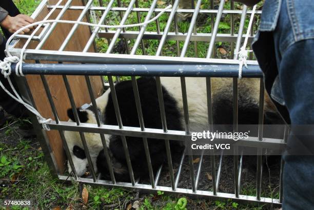 Giant panda Xiang Xiang sleeps in an iron fence at the Wolong Giant Panda Protection and Research Center on April 27 in Wolong, Southwestern Sichuan...