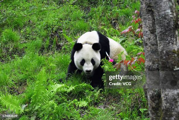 Giant panda Xiang Xiang walks in the forest at the Giant Panda Protection and Research Center on April 27 in Wolong, Southwestern Sichuan Province,...