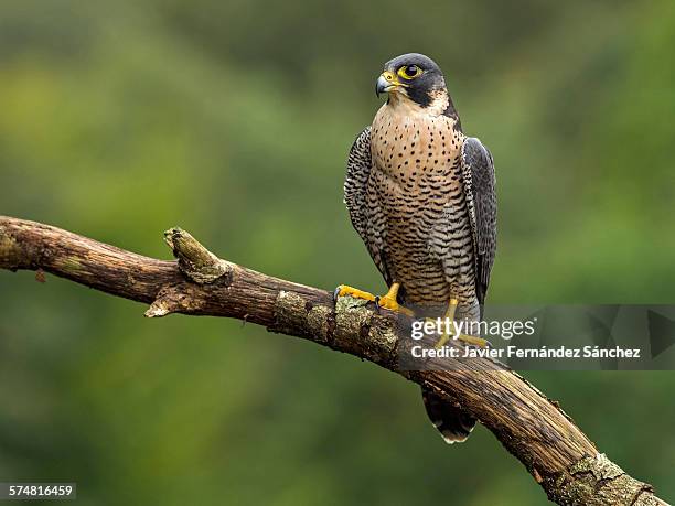 peregrine falcon perched on branch - peregrine falcon foto e immagini stock