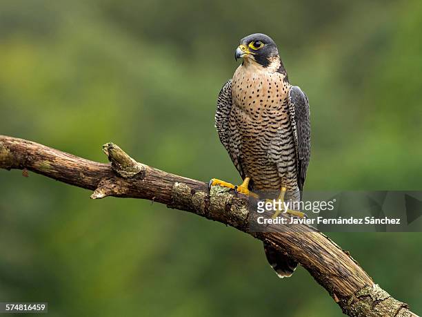 peregrine falcon perched on branch - falcons bildbanksfoton och bilder