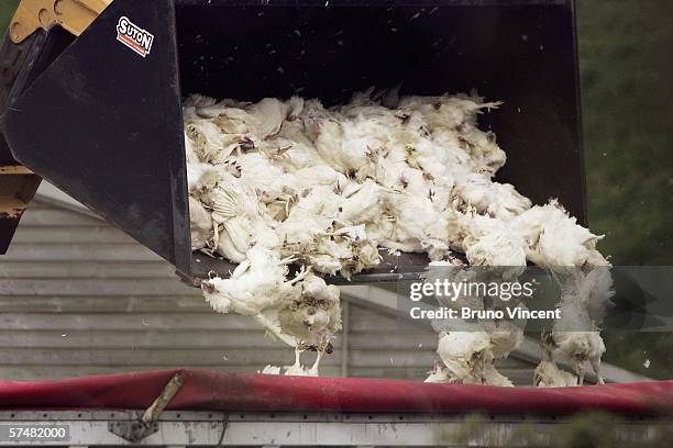 Exploding Dead Chicken Dead Chicken Photos and Premium High Res Pictures - Getty Images