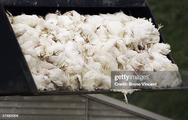 Exploding Dead Chicken 1,831 Dead Chicken Stock Photos, High-Res Pictures, and Images - Getty ...