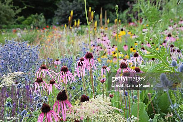 botanical garden - oxford stock pictures, royalty-free photos & images