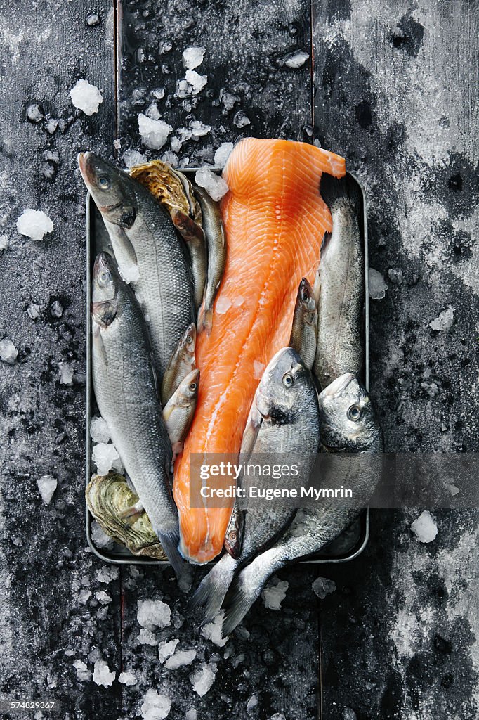 Raw fish and oysters in tray