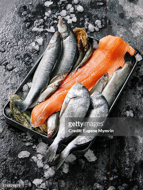 raw fish and oysters in tray - rustic salmon fillets stock pictures, royalty-free photos & images