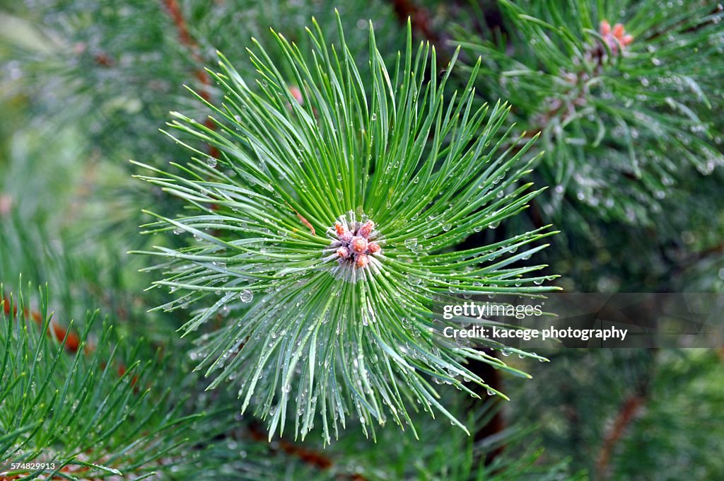 Wet pine needles