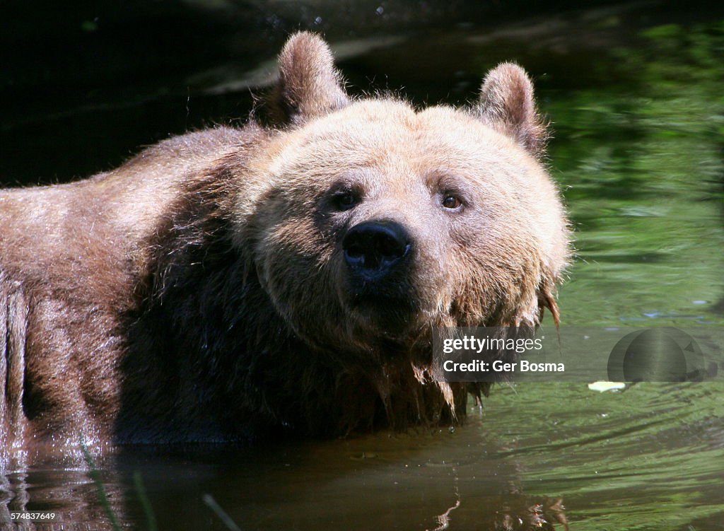 Brown bear bathing